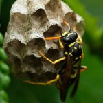 comment se développe un nid de frelon asiatique