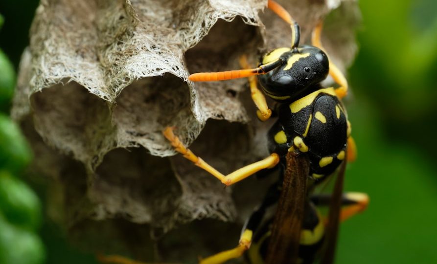 comment se développe un nid de frelon asiatique