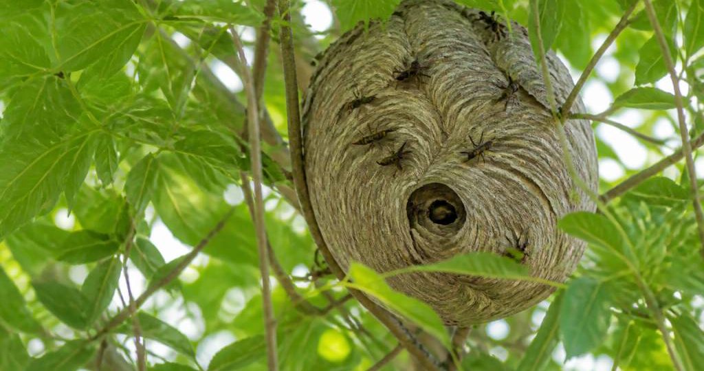 Comment reconnaître un nid de frelons asiatiques avant qu’il ne devienne dangereux
