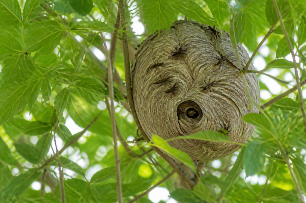 Comment reconnaître un nid de frelons asiatiques avant qu’il ne devienne dangereux