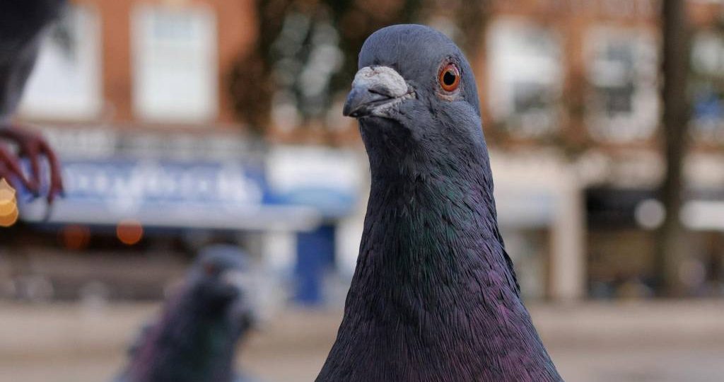 Dépigeonnage à Villeurbanne : pourquoi agir rapidement