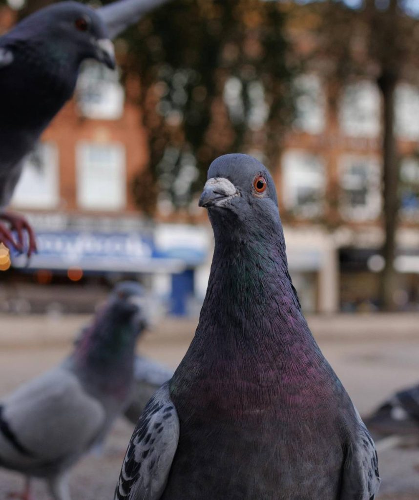 Dépigeonnage à Villeurbanne : pourquoi agir rapidement
