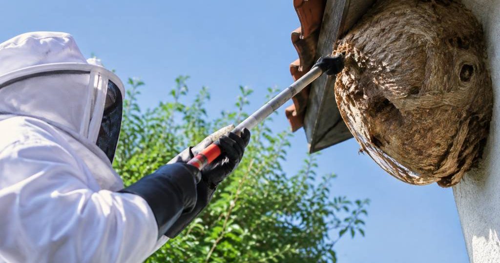 Désinsectisation frelon à Paris : destruction des nids et solutions efficaces