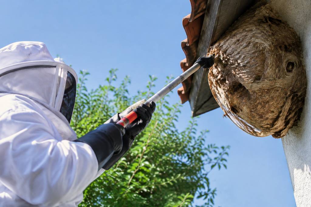 Désinsectisation frelon à Paris : destruction des nids et solutions efficaces
