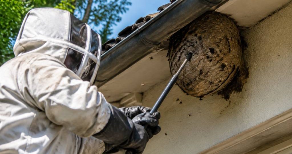 Destruction de nids de frelons à Paris : faites appel à un spécialiste agréé