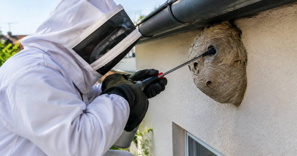 Destructeur guêpe : intervention rapide et efficace à Paris