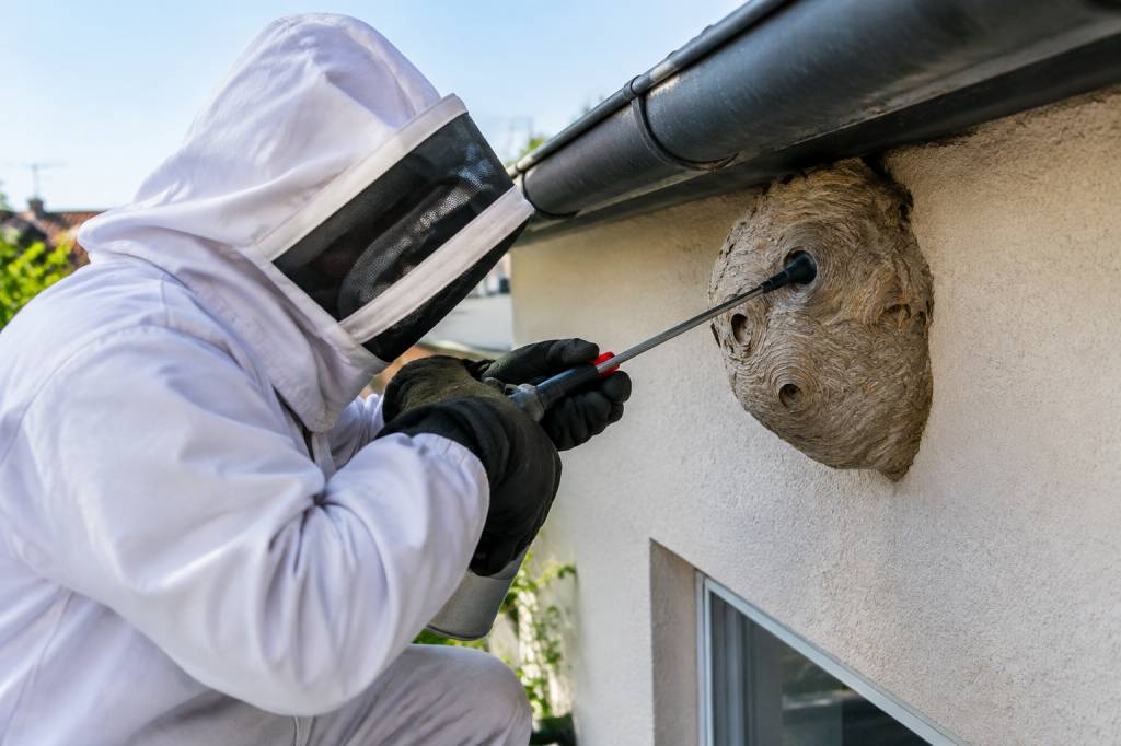 Destructeur guêpe : intervention rapide et efficace à Paris