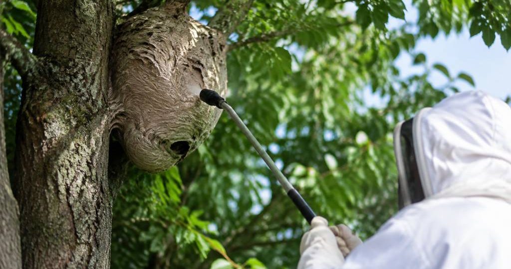 Nid de guepes dans un arbre : que faire et comment le détruire ?