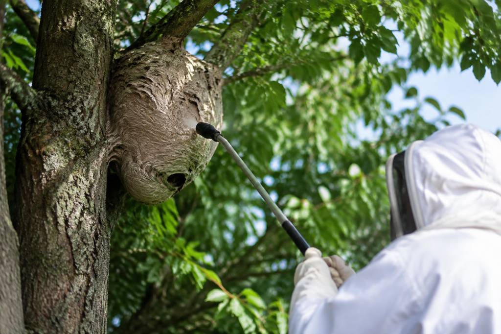 Nid de guepes dans un arbre : que faire et comment le détruire ?